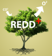 Workshop internacional do REDD+