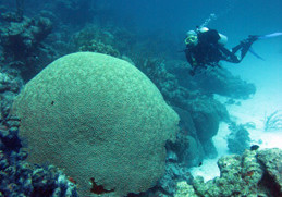 Major coral bleaching event in 2015-1026