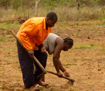 Estratégia REDD+ para Moçambique aprovada pelo Governo